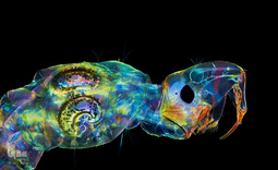 برگزیدگان مسابقه عکاسی از دنیای کوچک 2019