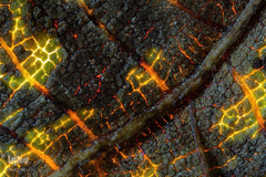 برگزیدگان مسابقه عکاسی از دنیای کوچک 2019