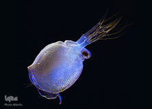 برگزیدگان مسابقه عکاسی از دنیای کوچک 2019