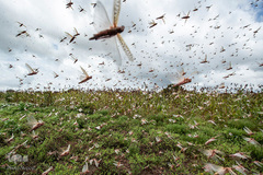 هجوم ملخ ها به کنیا