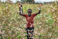 هجوم ملخ ها به کنیا