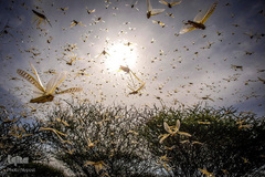 هجوم ملخ ها به کنیا