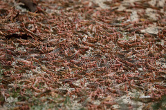 هجوم ملخ ها به کنیا