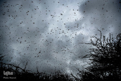 هجوم ملخ ها به کنیا