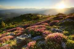 بهار در جهان