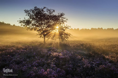 بهار در جهان