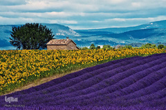 بهار در جهان