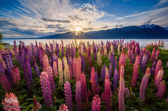 بهار در جهان