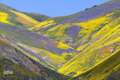 بهار در جهان