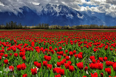 بهار در جهان