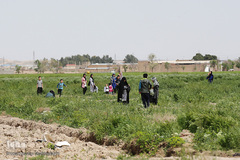 روز طبیعت با چاشنی کرونا