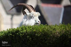 حضور حیوانات در شهر ها