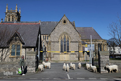 حضور حیوانات در شهر ها