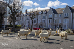 حضور حیوانات در شهر ها