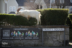 حضور حیوانات در شهر ها