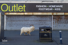 حضور حیوانات در شهر ها