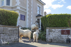 حضور حیوانات در شهر ها