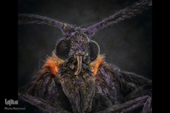 حشرات از نمای نزدیک