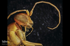 حشرات از نمای نزدیک