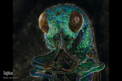 حشرات از نمای نزدیک