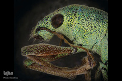 حشرات از نمای نزدیک