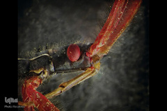 حشرات از نمای نزدیک