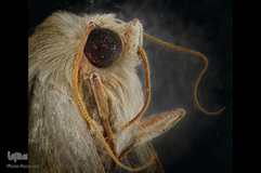 حشرات از نمای نزدیک