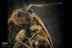 حشرات از نمای نزدیک