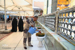 آذین بندی صحن مطهر علوی به مناسبت میلاد خجسته امام حسن مجتبی (ع)
