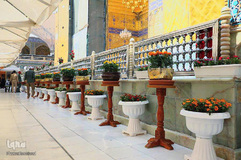 آذین بندی صحن مطهر علوی به مناسبت میلاد خجسته امام حسن مجتبی (ع)
