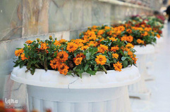 آذین بندی صحن مطهر علوی به مناسبت میلاد خجسته امام حسن مجتبی (ع)