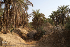 نهرهای بی‌آب، نخل‌های بی‌سر