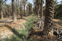 نهرهای بی‌آب، نخل‌های بی‌سر