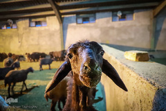 توزیع نذورات حسینیه اعظم زنجان