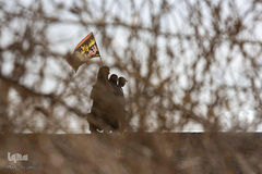 جلوه‌هایی زیبا، از خدمت‌رسانی به زائران اربعین در جنوب عراق