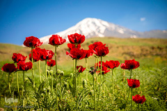 دشت شقایق‌های «رینه» در رامنه کوه بلند دماوند