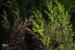 نوروز بهاری تهران