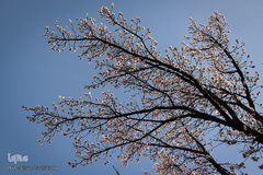 شکوفه های بهاری در زنجان