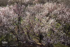 شکوفه های بهاری در زنجان