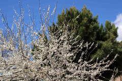 شکوفه های بهاری و طبیعت زیبای شهرستان اهر