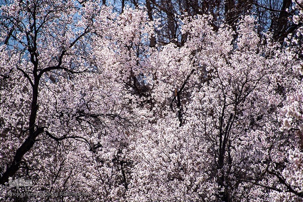 شکوفه‌های بهاری فارس