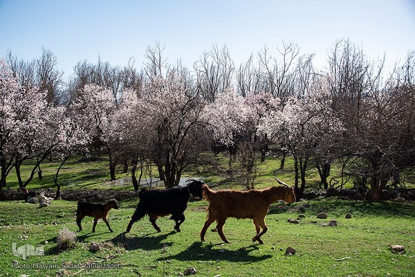 شکوفه‌های بهاری فارس