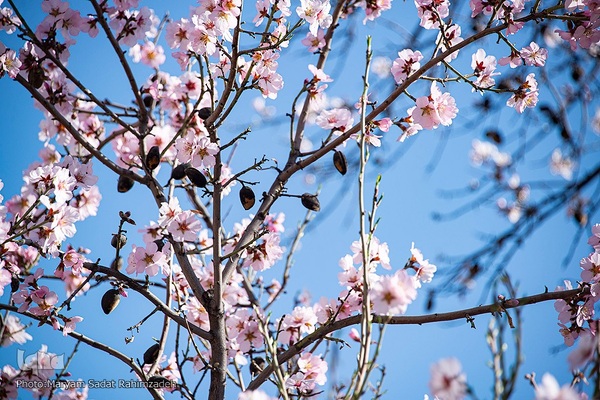 شکوفه‌های بهاری فارس