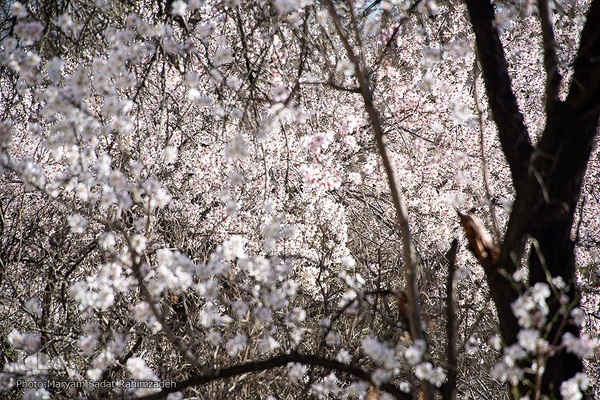 شکوفه‌های بهاری فارس