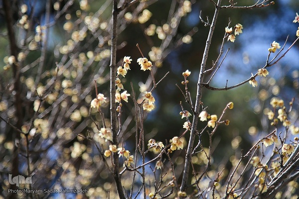 شکوفه‌های بهاری فارس