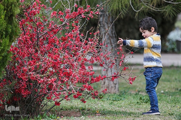جلوه بهار در باغ ارم شیراز‎‎