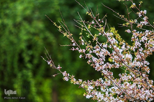 جلوه بهار در باغ ارم شیراز‎‎