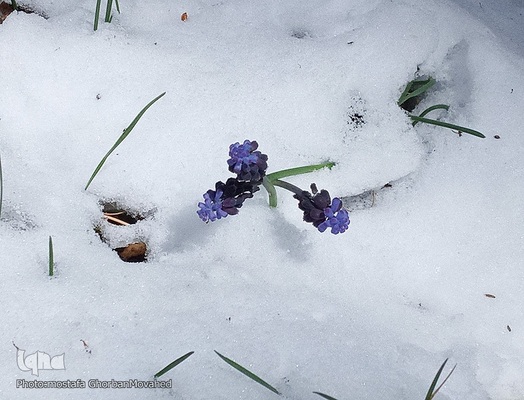 زمستان در بهار شهرستان اهر