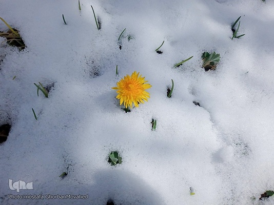 زمستان در بهار شهرستان اهر