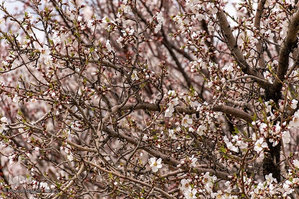 سامان شهر شکوفه های بهاری